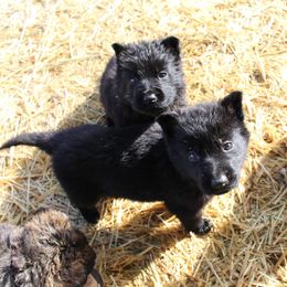 German Shepherd Puppies from Vom Berk Haus German Shepherds