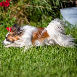 Gimili - Red white and sable male Papillon puppy in Davenport, Washington from Lovely Ladies and Little Asses Miniature Equines (L3A Pomeranians & Papillons)