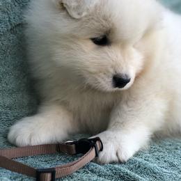 Samoyed Puppies from Morning Star Samoyeds