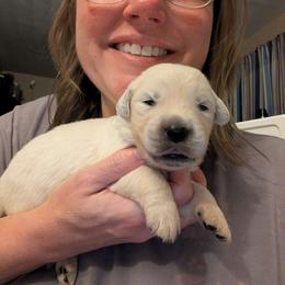 Pink - Light golden female Golden Retriever puppy in Madison, Ohio from Heckmans English Cream Golden Retrievers