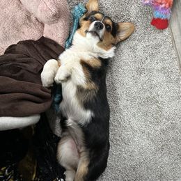 American Corgi Puppies from Downeast Corgis