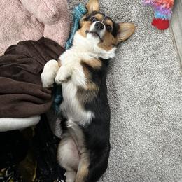 American Corgi Puppies from Downeast Corgis