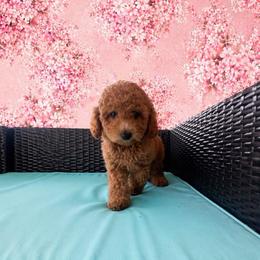 Girl 3(Purple collar) - Red  female Goldendoodle puppy in Weston, Florida from Lucky's Poodle & Doodles