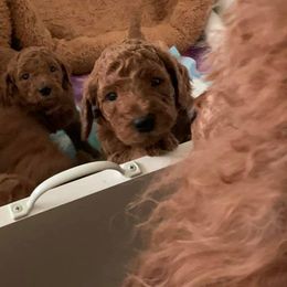 Poodle Puppies from Wine Country Reds