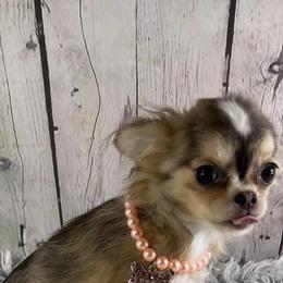 Diamond - Chihuahua