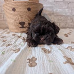Fynn - Chocolate male Shih Tzu puppy in Poultney, Vermont from Morgan's Shih Tzus