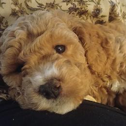 Cockapoo Puppies from Cano Cockapoos