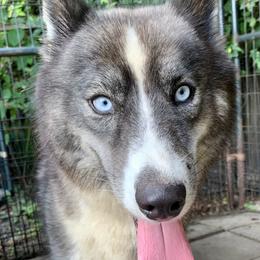 Cinder - Siberian Husky
