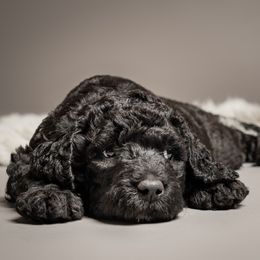 Labradoodle and Poodle Puppies from Leebrick Labradoodles