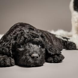 Labradoodle and Poodle Puppies from Leebrick Labradoodles
