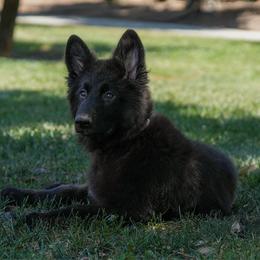Clark - Black male German Shepherd puppy in Plumas Lake, California from Zwinger Vom Greifjäger