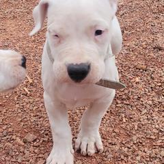 Boy 1 - Dogo Argentino puppy in Pueblo, Colorado from Palace Guard Dogos