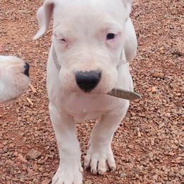 Boy 1 - Dogo Argentino puppy in Pueblo, Colorado from Palace Guard Dogos