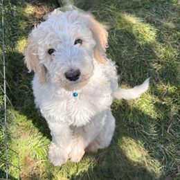Appa - Cream male Poodle puppy in Aurora, Colorado from Simply Amazing Doodles