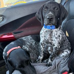 Red - Black and white male German Shorthaired Pointer puppy in Whitelaw, Wisconsin from French Creek GSPs
