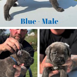 Blue collar - Gray brindle male Cane Corso puppy in Herriman, Utah from High Country Corsos