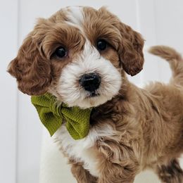Boy 5 - Goldendoodle puppy in Holly Pond, Alabama from Sweet Southern Doodles