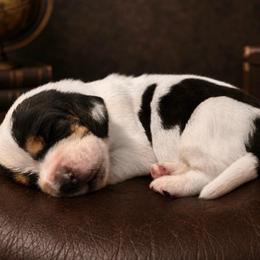 Yellow collar - Black white and brown male Basset Hound puppy in Edmonton, Kentucky from RiverBottom Bassets