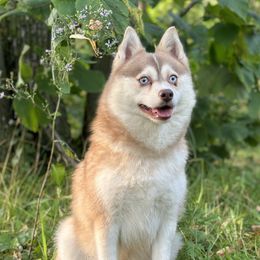 Spice - Pomsky