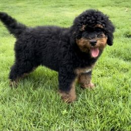 Michael - Tri-color Bernedoodle puppy in Arab, Alabama from ConkleDoodlePoos