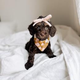 Martha's Vineyard - Chocolate female Australian Labradoodle puppy in Syracuse, Indiana from The Doodle Cove