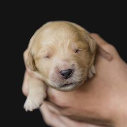 Karla Rose ( light Pink collar ) - Golden female Golden Retriever puppy in Oregon from A Goldens First Love