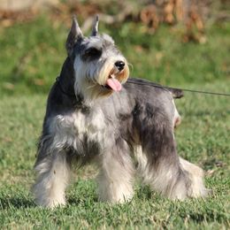 Miniature Schnauzer puppies from Rose Lane Schnauzers