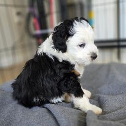 Moose - Tri-color male Bernedoodle puppy in Mc Gaheysville, Virginia from Doting Doodles