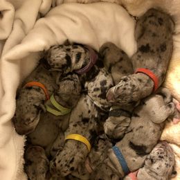 Dachshund and Great Dane Puppies from KIAYA BUTLER
