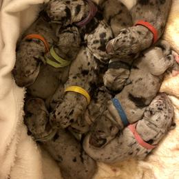 Dachshund and Great Dane Puppies from KIAYA BUTLER