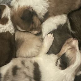 Shetland Sheepdogs from Wild and Wonderful Shelties