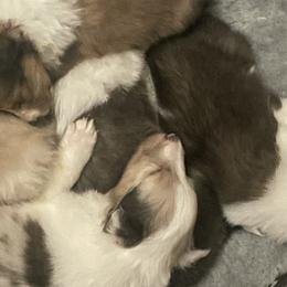 Shetland Sheepdogs from Wild and Wonderful Shelties