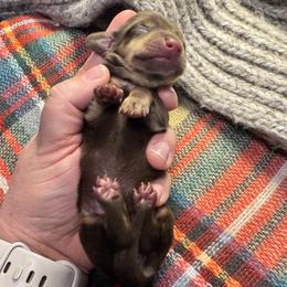 Lil Mama - Chocolate and tan female Dachshund puppy in Guthrie, Oklahoma from Kingdom Mini Dashchunds