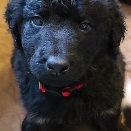 Boy 5 - Bernedoodle puppy in Grant, Michigan from Sanchez Bernedoodle Puppies