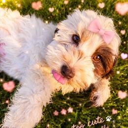 Spot - Brown and white female Cockapoo puppy in Millville, California from Hope Lane Kennels