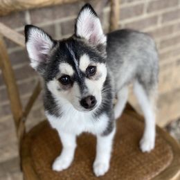 Pomsky Puppies from Brent Bauer