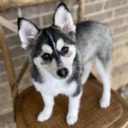 Pomsky Puppies from Brent Bauer