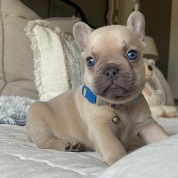 French Bulldog Puppies from Honey Bee Frenchies