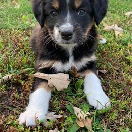 Australian Shepherd Puppies from Auspicious Australian Shepherds