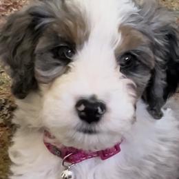 Bernedoodles from Azbernedoodlepuppies