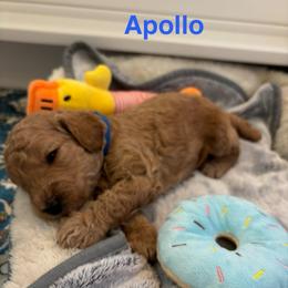 Apollo - Apricot male Poodle puppy in Union Grove, Alabama from Beltane Bonnies
