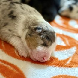 Libby - Blue merle female Australian Shepherd puppy in Powhatan, Virginia from Scarlet Oak Aussies