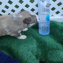 Pomsky Puppies from SoCal Pomskies LLC