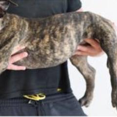 Perro de Presa Canarios from Joshua's Perro de Presa Canario