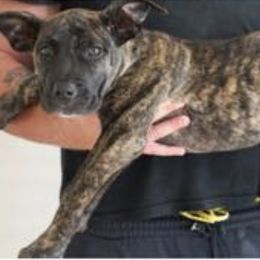 Perro de Presa Canarios from Joshua's Perro de Presa Canario