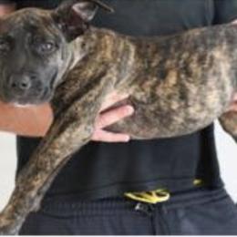 Perro de Presa Canarios from Joshua's Perro de Presa Canario