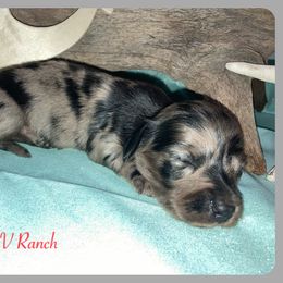 Dachshund and Pug Puppies from Wiggle'n V Ranch
