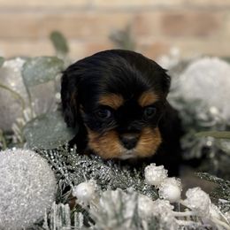Tiana - Black and tan female Cavalier King Charles Spaniel puppy in Salina, Utah from Corner house cavaliers