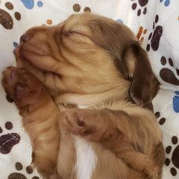 Dachshund Puppies from CJ's Dach Dynasty