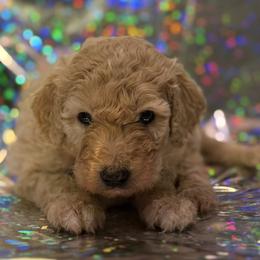 Willow - Yellow and white female Bernedoodle puppy in Monument, Colorado from Colorado Dreamin Doodles